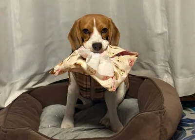 構ってほしいが故に獲物がどんどん大きく…？