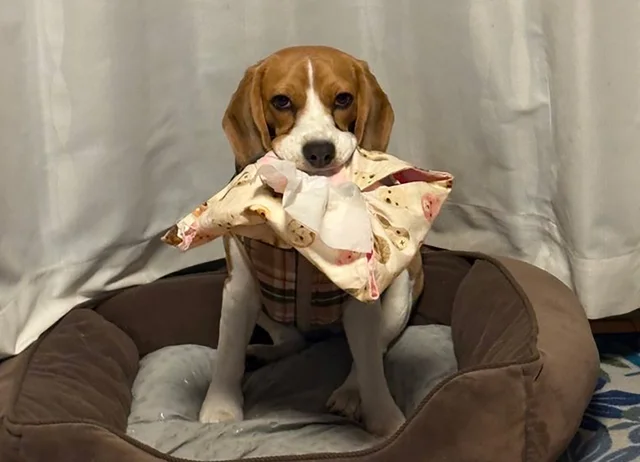 「構ってアピール」の愛犬が獲物を巨大化させて…？「どこまで大きくなるの？」「一生懸命考えてて可愛い」