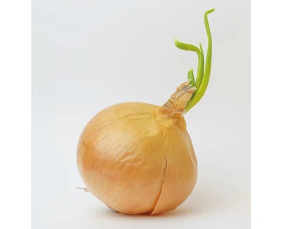 芽が出た玉ねぎ、湿ったきのこ…まだ食べられる？ 栄養士が教える見極め方