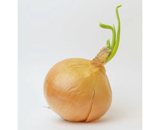 芽が出た玉ねぎ、湿ったきのこ…まだ食べられる？ 栄養士が教える見極め方