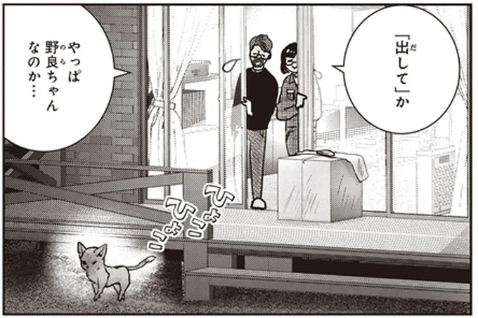やっぱ野良ちゃんなのか…
