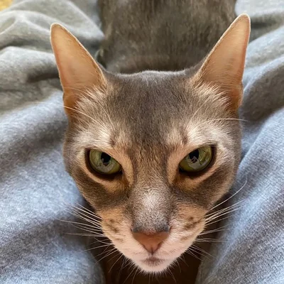 こちらの猫ちゃん。似てる！▶年賀状用に…（⇒次へ）