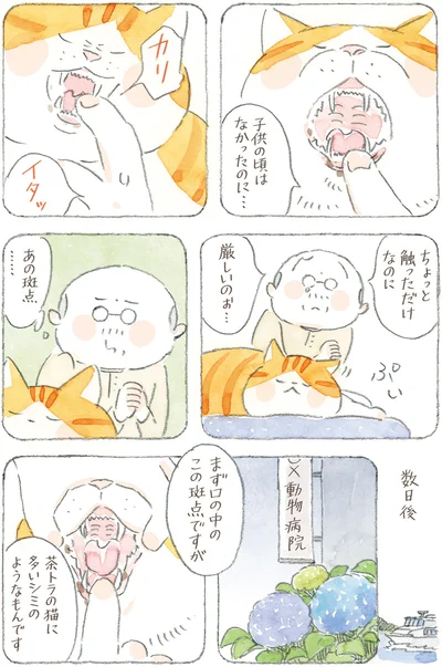 『ねことじいちゃん12』より