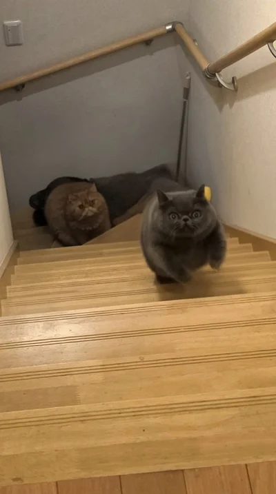 「必死すぎてかわいい」と話題になりました▶性格の違う二匹の猫（⇒次へ）