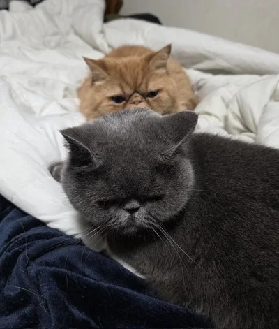 がんもくん（兄）の視線を後頭部に浴びるつみれくん（弟）▶抱っこされている姿もかわいいがんもくん（⇒次へ）