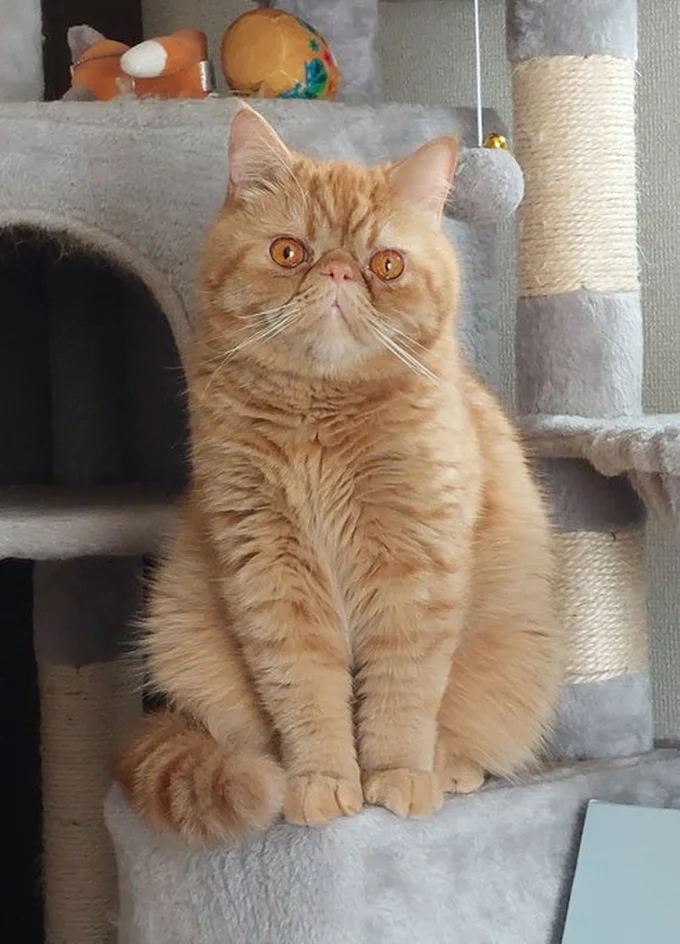 お兄ちゃん猫のがんもくん▶弟はマイペースな甘えん坊(⇒次へ)