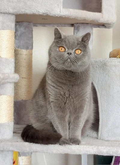 弟猫のつみれくん▶寒い日の過ごし方（⇒次へ）