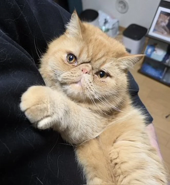 かわいく抱っこされるがんもくん▶抱っこされているつみれくんもかわいい！（⇒次へ）