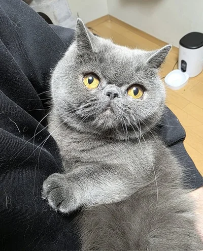 かわいく抱っこされるつみれくん▶怒ってる…？（⇒次へ）