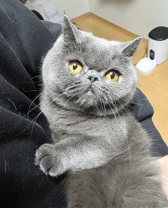 かわいく抱っこされるつみれくん▶怒ってる…？（⇒次へ）