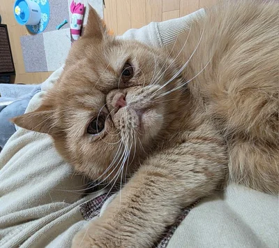 飼い主さんをジっと見つめるがんもくん▶パトロール中？（⇒次へ）