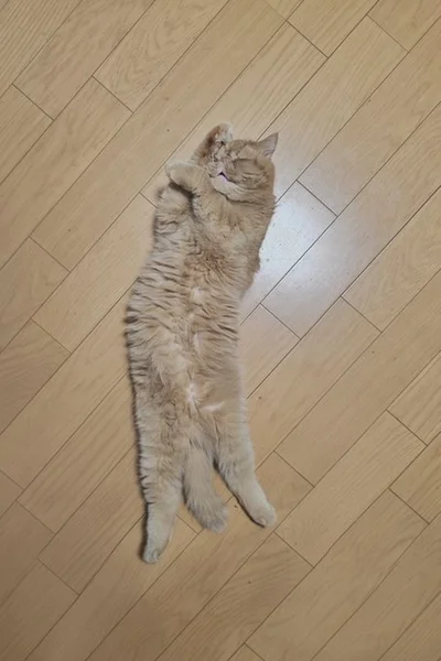 冷たい床でも平気でお腹出して寝る兄▶弟のつみれくんは、兄のがんもくんのことが大好き（⇒次へ）