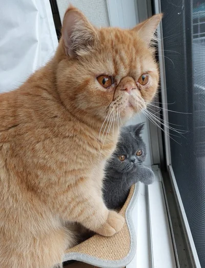 お外をみつめるがんもくんとつみれくん▶甘えん坊な姿が可愛い！（⇒次へ）