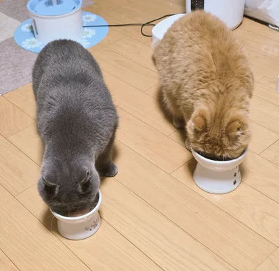 ごはんを食べる後頭部がカワイイ猫
