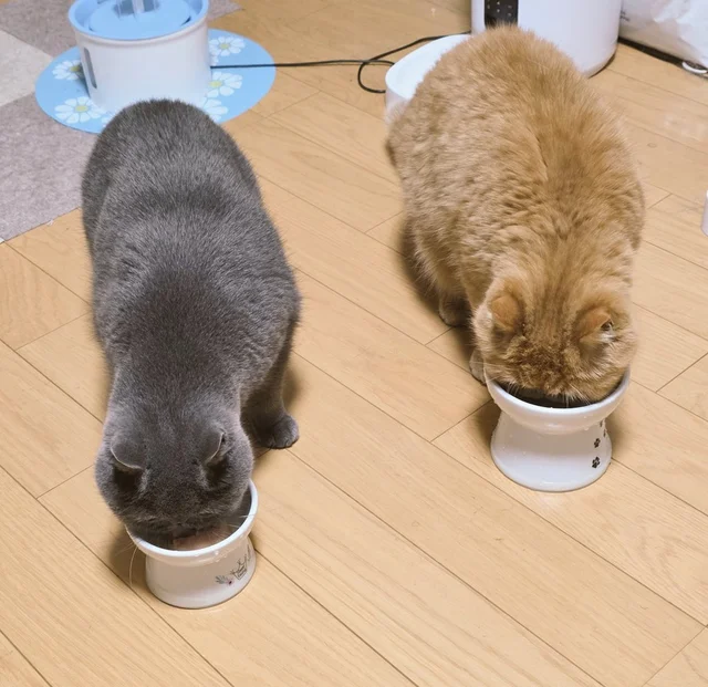 兄のご飯をつまみ食い→全力ダッシュで逃走！必死すぎる猫の“逃げ顔”に「かわいすぎて悶絶」「最高の1枚」
