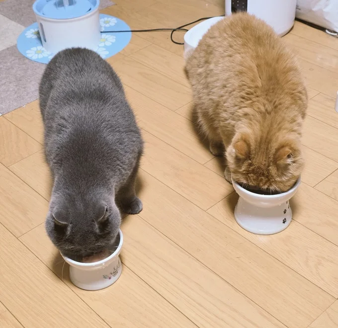 ごはんを食べる後頭部がカワイイ猫