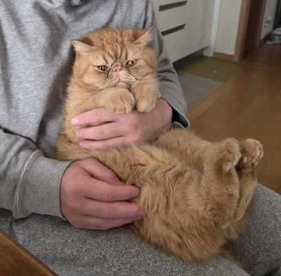 抱っこされてリラックスタイム▶このポーズで！？（⇒次へ）