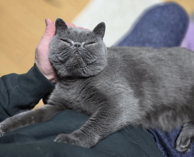 寝ちゃったつみれくん▶後ろをお兄ちゃんが通ると…（⇒次へ）