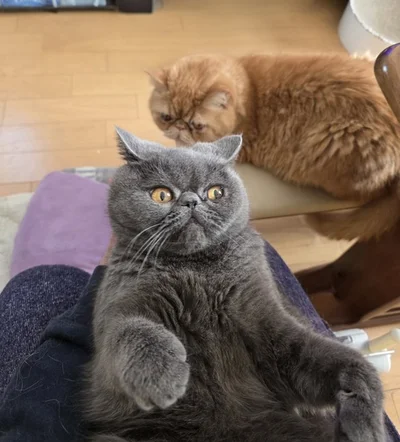 兄ちゃんの視線を感じる▶（⇒次からは、2匹の猫は超元気！鴻池家のドタバタな日常を描いた『鴻池剛と猫のぽんた ニャアアアン！4』を試し読みできます！）