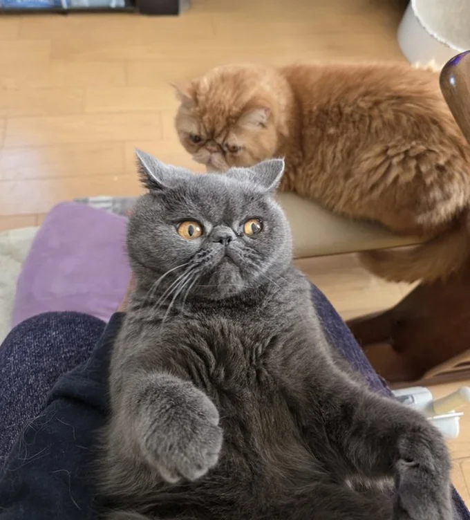 兄ちゃんの視線を感じる▶（⇒次からは、2匹の猫は超元気！鴻池家のドタバタな日常を描いた『鴻池剛と猫のぽんた ニャアアアン！4』を試し読みできます！）