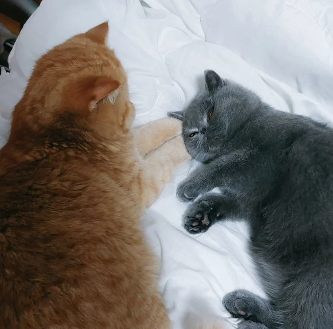 「兄ちゃん腕枕もしてくれるんだ。いいだろ?」のドヤ顔を披露するつみれくん▶仲良しツーショット(⇒次へ)