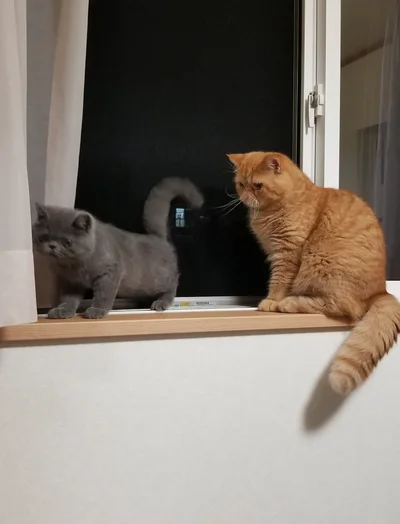 つみれくんが来た時から“お兄ちゃん”を頑張るがんもくん▶弟を見守るがんもくん（⇒次へ）