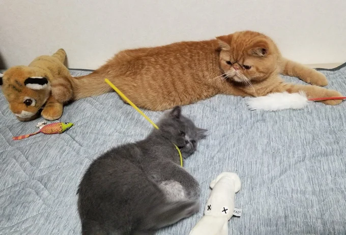 遊んでいるときもしっかり見守ります▶がんもくんは優しいお兄ちゃん(⇒次へ)