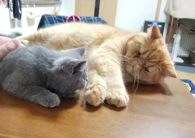 つみれくんを溺愛するがんもくん▶つみれくんもがんもくんのことが大好き（⇒次へ）