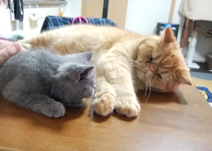 つみれくんを溺愛するがんもくん▶つみれくんもがんもくんのことが大好き(⇒次へ)