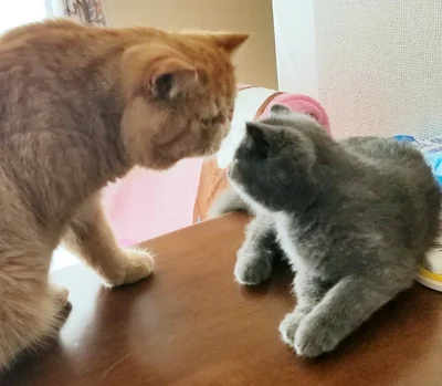 とっても優しいお兄ちゃんのがんもくんです▶自慢気なつみれくん（⇒次へ）