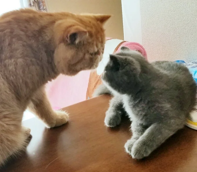 とっても優しいお兄ちゃんのがんもくんです▶自慢気なつみれくん(⇒次へ)