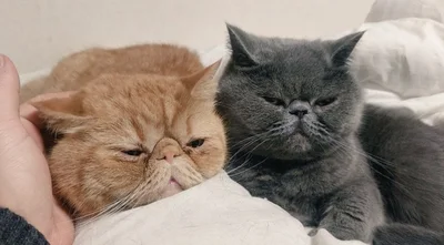 いつも仲良しの二匹▶後ろから視線が…（⇒次へ）