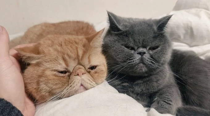 いつも仲良しの二匹▶後ろから視線が…(⇒次へ)