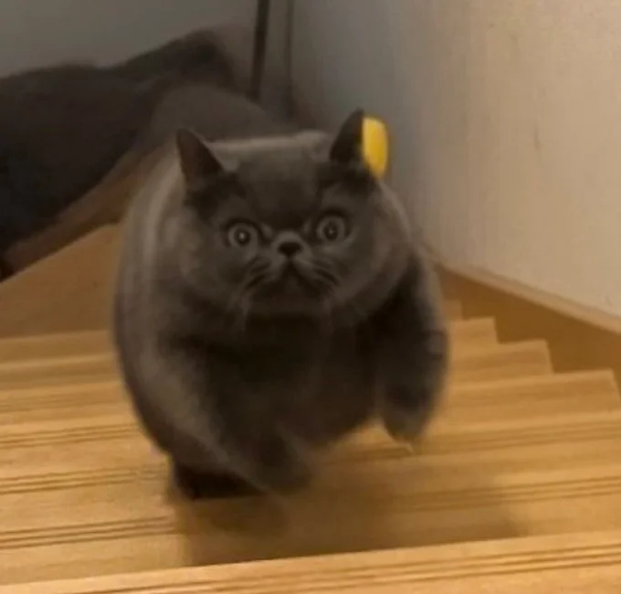 階段を駆け上がるつみれくん▶兄猫がんもくんは…(⇒次へ)