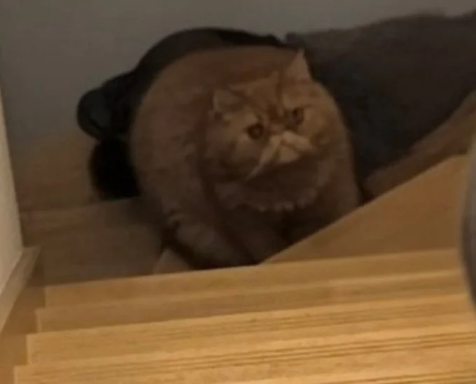 じっと弟猫をみつめています▶ドタドタと走る足音が聞こえてきそうな写真!(⇒次へ)