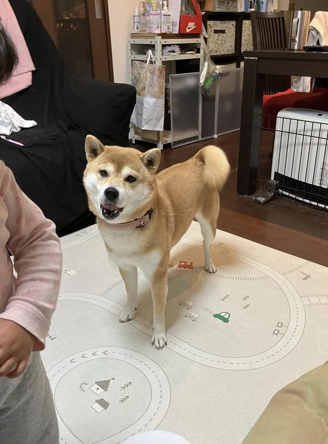 「ど、どうしよう…」泣いている女の子に戸惑いを隠せない柴犬に6.4万いいね