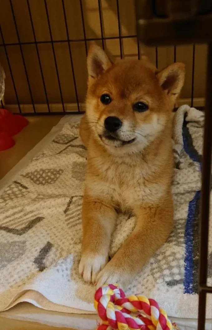 眠たそうな顔でまどろんでいる▶あどけなさの残る表情も（⇒次へ）