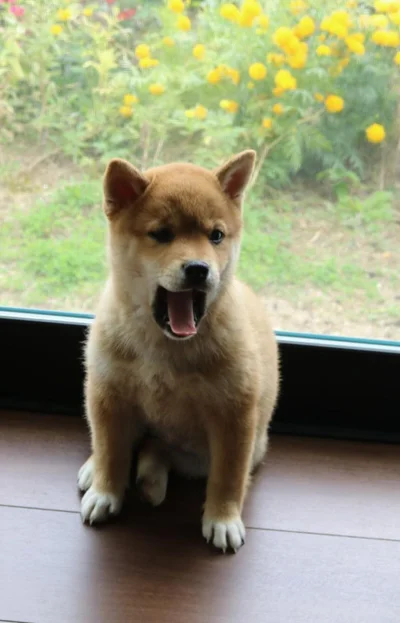 温かい窓際で大あくび▶娘さんのリクエストに応えて…（⇒次へ）