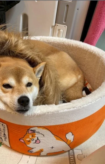 茶色のたてがみをつけて“ライオン”に変身▶反省の表情も…（⇒次へ）