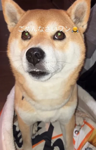 叱られ、「ごめんなさいワン」▶（次画像からマイペースな柴犬との実録を描いた『柴犬ぽんちゃん、今日もわが道を行く』が読めます）