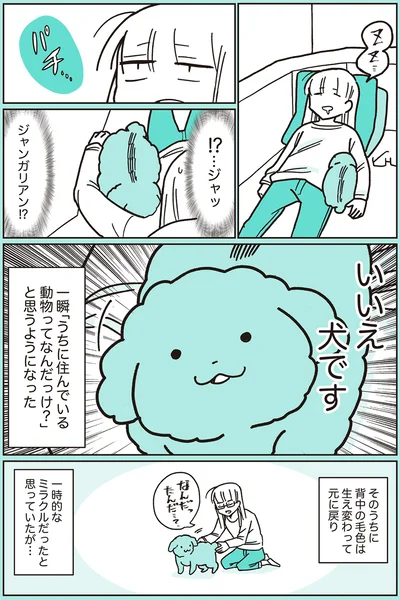 『うちのトイプーがアイドルすぎる。』より