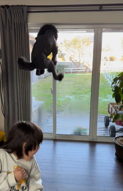 興奮して大ジャンプ！▶どのくらいの高さかというと…（⇒次へ）