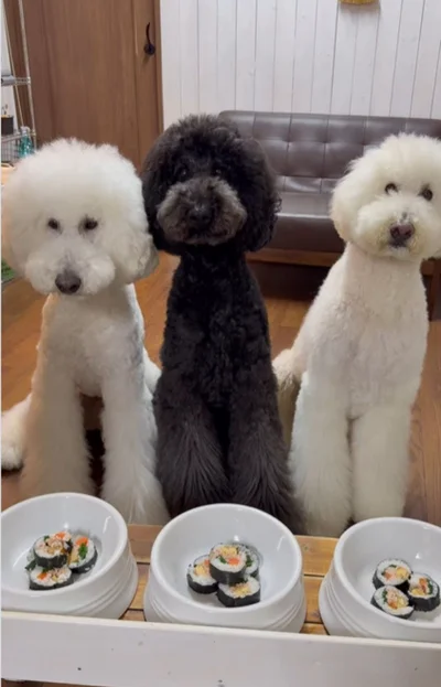 3匹そろっていただきます！▶（次画像からトイプーのかわいさにキュンキュンの実録コミックエッセイ『うちのトイプーがアイドルすぎる。』が読めます）（⇒次へ）