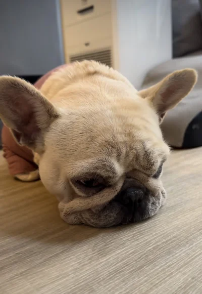 仏のような諦めの表情がなんともいえない▶何度も取られる（⇒次へ）