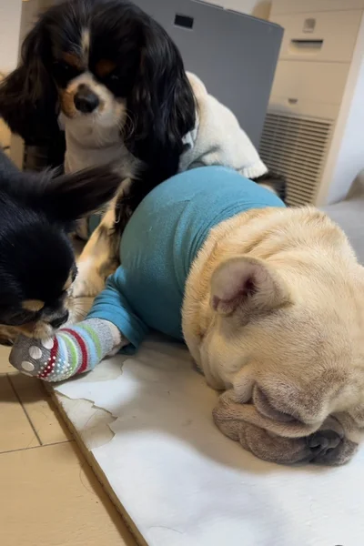 取られる様子をガン見されても動じない▶靴下つけてないワンちゃんたちの戦い（⇒次へ）