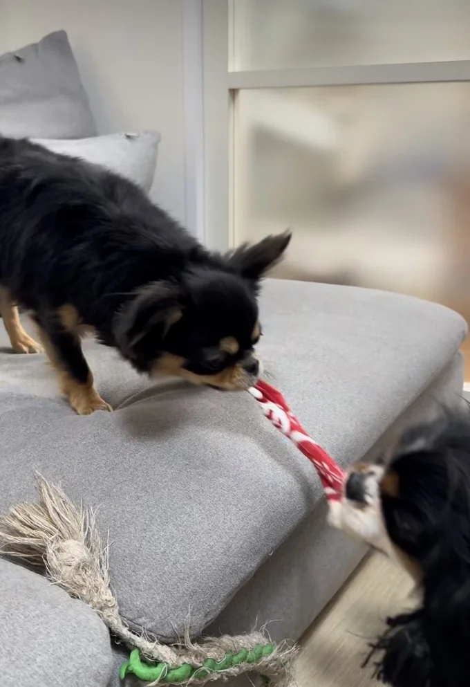 もはや持ち主は戦いに入らない▶達観したフレンチブルドッグの表情（⇒次へ）