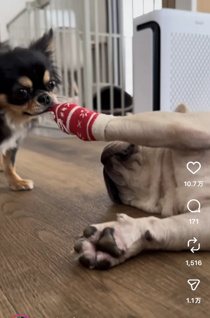 再び取られる▶他のワンちゃんも興味津々（⇒次へ）