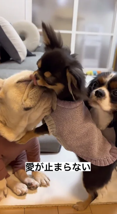 じゃれあう仲良しの3匹▶冬はお決まりの定位置（⇒次へ）