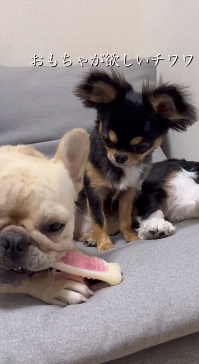 もはや靴下を差し出すフレンチブルドッグ▶どうぞ・・・（⇒次へ）