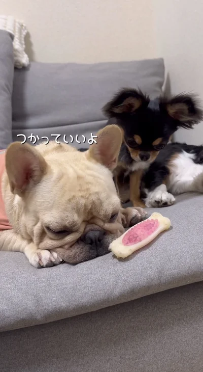 「ほしいんでしょ？どうぞ」▶「ではもらいます」（⇒次へ）